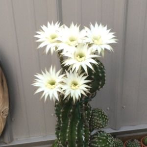 Meet your Posher, Brenda